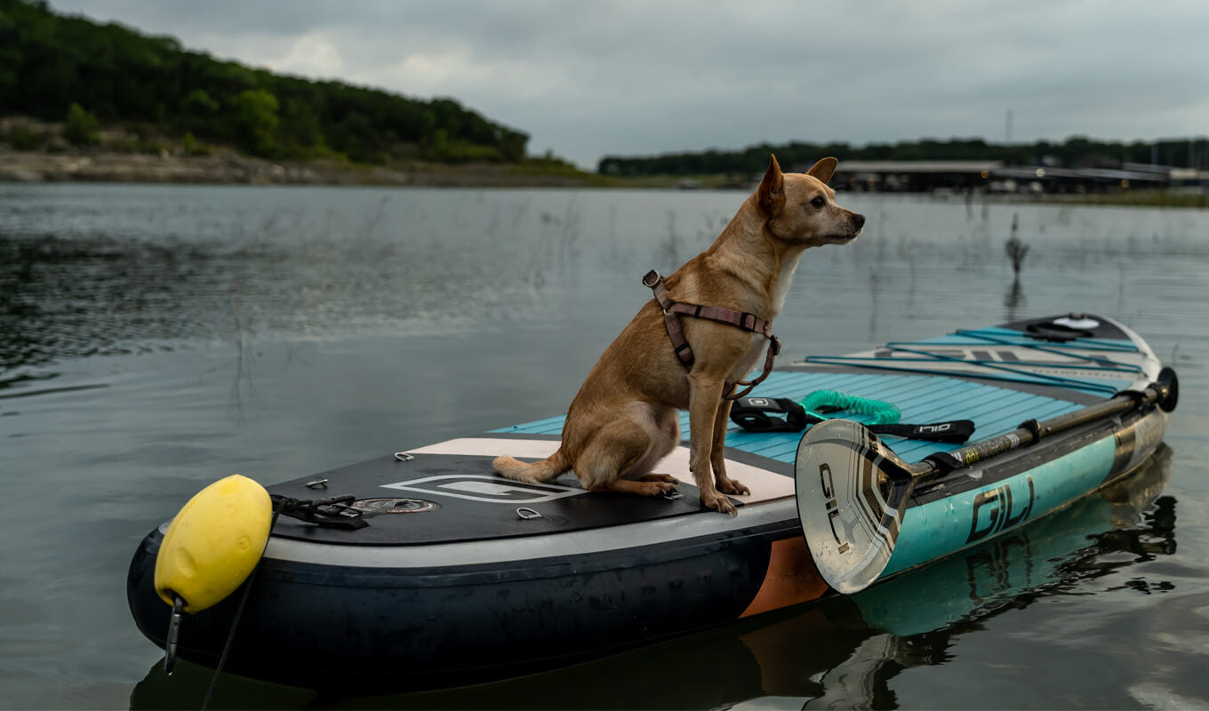Dog on a anchored paddle board